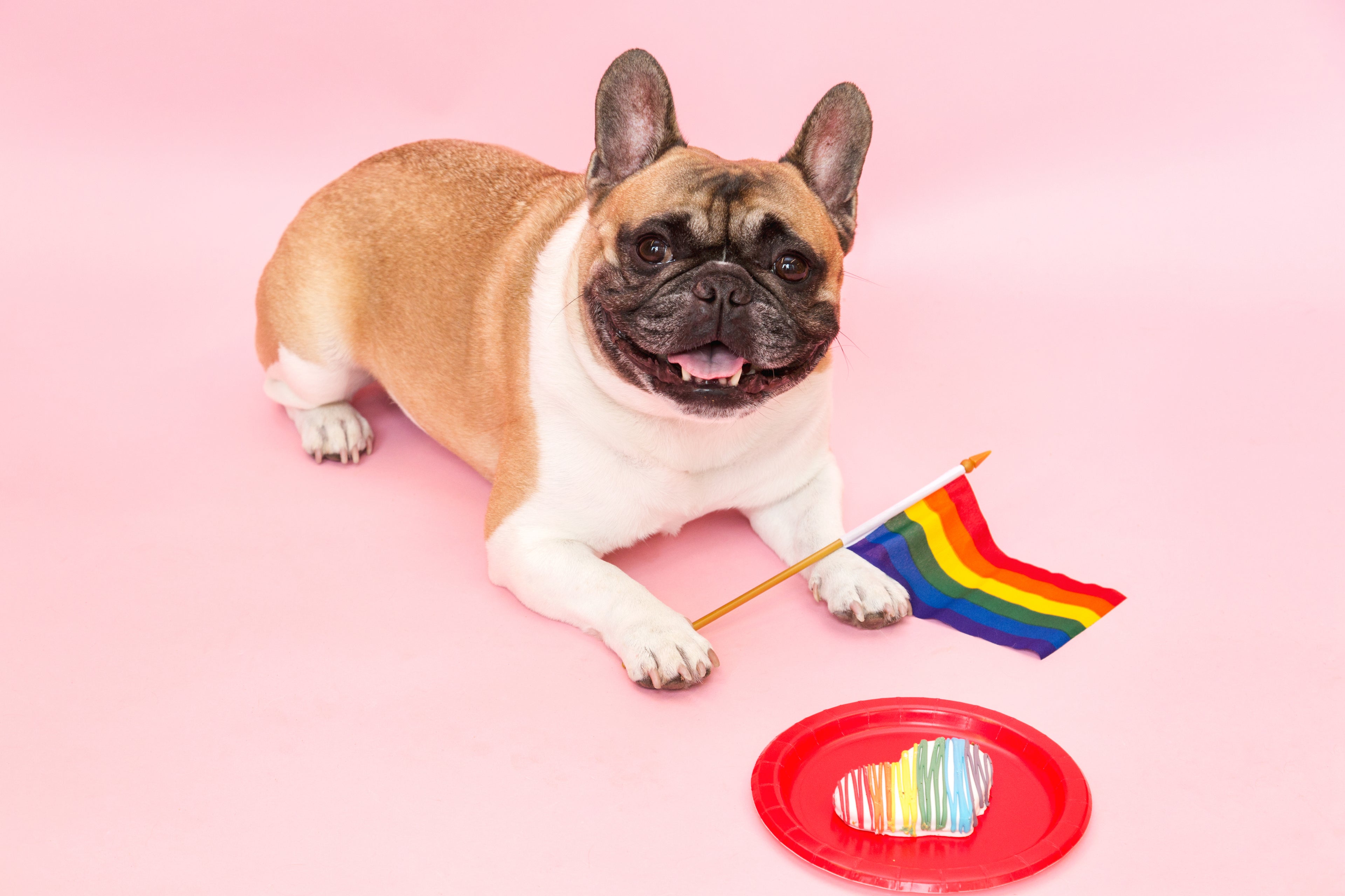 Bouledogue français beige et blanc allongé sur fond rose pastel avec un petit drapeau arc-en-ciel entre les pattes et un biscuit décoré aux couleurs Pride posé sur une assiette rouge.